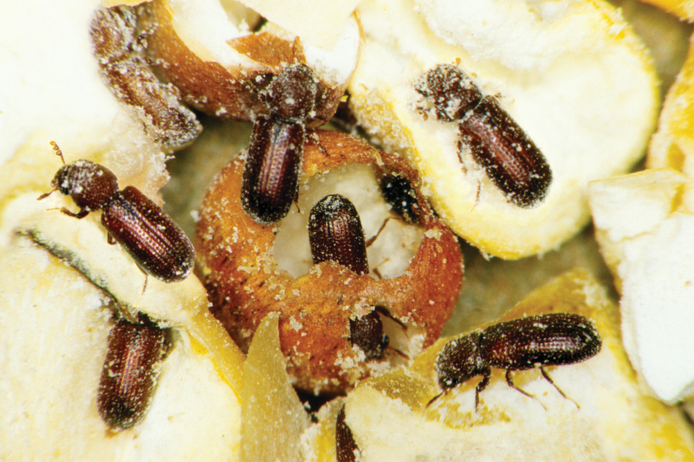 Lesser grain borer 108530451