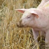 Pig in field