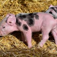 Piglet