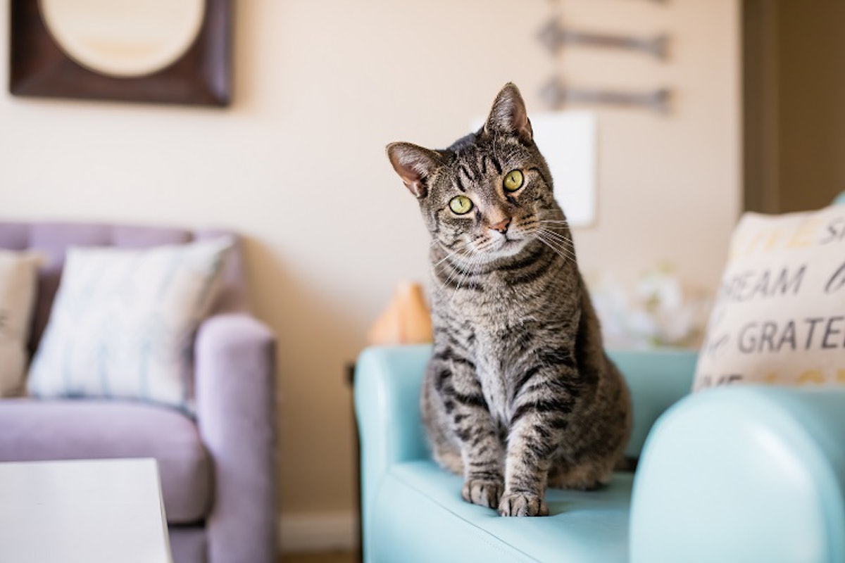 The Bundled Benefits of Brewers Yeast in Pet Food PetfoodIndustry