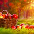 Apples get rave nutritional reviews in the human food space. Should they get getting equal consideration in pet foods? (Pasko Maksim | Shutterstock.com)