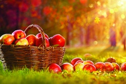 Apples get rave nutritional reviews in the human food space. Should they get getting equal consideration in pet foods? (Pasko Maksim | Shutterstock.com)