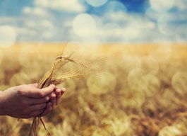 Agrifirm Mycoad