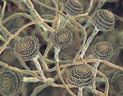 Mycotoxins are an invisible yet prevalent threat with effects on animal health, feed quality and protein production. (Kateryna_Kon | AdobeStock.com)