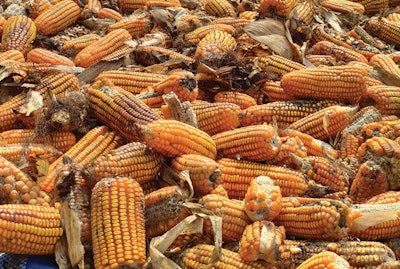 Beyond mycotoxin exposure, other environmental or feed stressors may contribute to an animal’s diminishing health and productivity. (kowit1982 | AdobeStock.com)