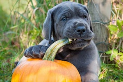 Fresh pet food is becoming more of a draw to pet owners looking to share their own experience with freshness in the human food space | (Zanna Pesnina | Shutterstock.com)