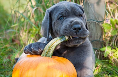 Fresh pet food is becoming more of a draw to pet owners looking to share their own experience with freshness in the human food space | (Zanna Pesnina | Shutterstock.com)