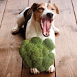 Cruciferous vegetables do find their way into pet foods, but their health claims are based largely on human food research rather than the little-available pet research. | (Kira_Yan I Shutterstock.com)