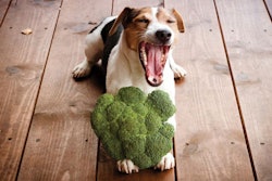 Cruciferous vegetables do find their way into pet foods, but their health claims are based largely on human food research rather than the little-available pet research. | (Kira_Yan I Shutterstock.com)