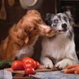 Fresh pet food is becoming more popular with pet owners who seek to match their pets’ food lifestyles to their own. | (dezy | Shutterstock.com)