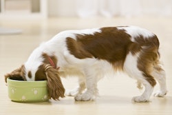 Native Scan American Dog Eating