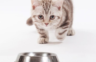 Cat owners will tell you that felines deserve more love in the pet food space. Innovation is key to attracting their attention. | (Elena Efimova | Shutterstock.com)