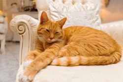 Cat ownership is rising, along with spending on premium cat food and other products. | (Carsten Reisinger I Shutterstock.com)