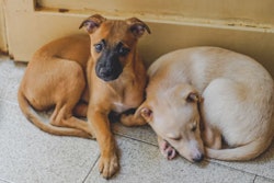 sergio souza | Pexels.com