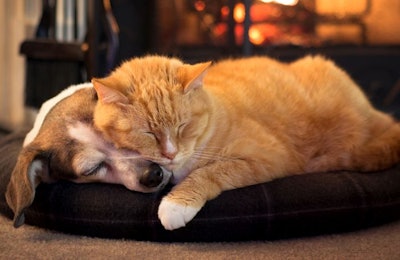 Sleeping Dog And Cat