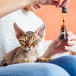 CBD is a swiftly growing segment in the pet space and is only expected to continue its upward trajectory, according to data. | (Valentin Casarsa | iStock.com)