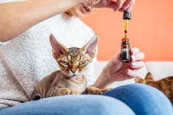 CBD is a swiftly growing segment in the pet space and is only expected to continue its upward trajectory, according to data. | (Valentin Casarsa | iStock.com)
