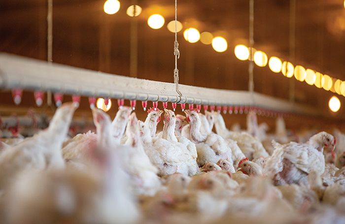 Emphasizing animal welfare outcomes instead of inputs makes it easier to create measurable, constant improvement of bird welfare. (Courtesy Tyson Foods)