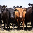 Angus Beef Cattle 1920x1280