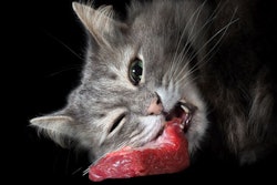Beef as an ingredient gets high marks from both dogs and cats, but it’s not without its challenges. | (kozorog | iStock.com)