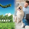 The top trends for 2021 are heavily influenced by the events of 2020. Sustainability and e-commerce will dominate the space as pet owners reshape the way business is conducted. | (Petmall, iStock.com | Prostock-studio, Shutterstock.com)