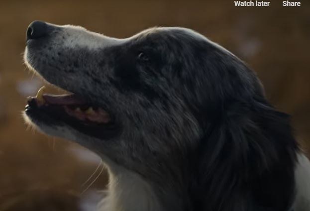 Farm dog of the year Bindi