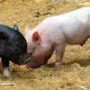 Piglets pig