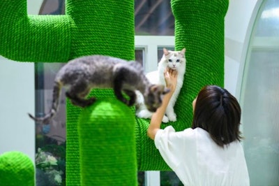 Vetreska's brand is known by, among other things, a specially designed cactus-shaped cat scratching post. | Vetreska