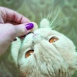 2020 saw a marked increase in pet owner interest when it came to supplementing their pets’ diets with something that may help with a specific ailment or longevity in general. | (Iryna Imago | iStock.com)