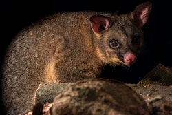 Carolyn Smith1 | Shutterstock.com