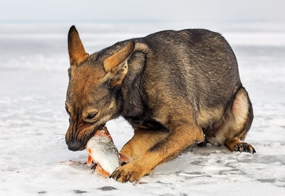 A dog eating a fish (ESOlex | BigStock.com)