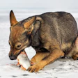 A dog eating a fish (ESOlex | BigStock.com)