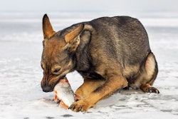 A dog eating a fish (ESOlex | BigStock.com)