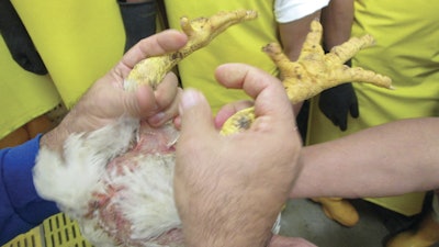 Broiler legs must he held in the correct way when they are lifted and placed into the shackles if injury is to be prevented. | (Eduardo Cervantes López)