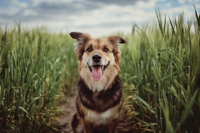 Plants are becoming a more significant contributor to pet food formulations. | (PPAMPicture | iStock.com)