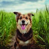 Plants are becoming a more significant contributor to pet food formulations. | (PPAMPicture | iStock.com)