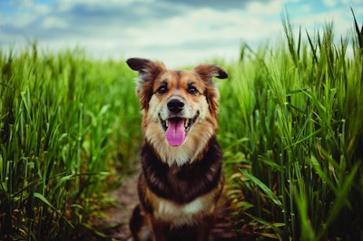 Plants are becoming a more significant contributor to pet food formulations. | (PPAMPicture | iStock.com)