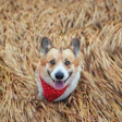 (Nataba | BigStock.com)