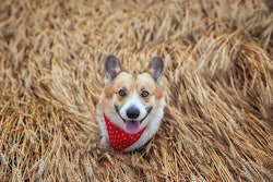 (Nataba | BigStock.com)