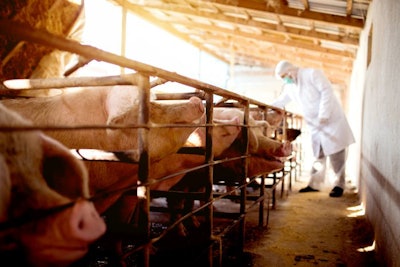 Veterinarian examining pig with stethoscope farm for some disease, checking each pig health.