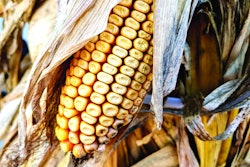 Though corn is prone to mycotoxin contamination, other pet food ingredients can be susceptible, too. l (Andrea Gantz | WATT Global Media)