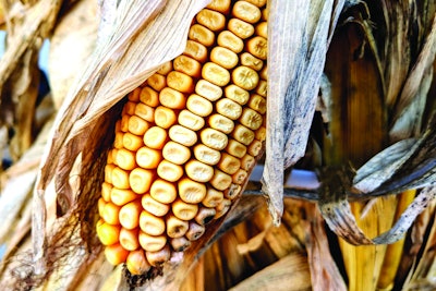 Though corn is prone to mycotoxin contamination, other pet food ingredients can be susceptible, too. l (Andrea Gantz | WATT Global Media)