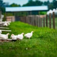 In 2020, 6.56 million pounds of ready-to-cook (RTC) organic chicken was produced on a weekly basis. (Courtesy Bell & Evans)