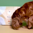 Japhy, a French pet food producer, specializes in tailor-made meals for dogs. l Courtesy of Japhy