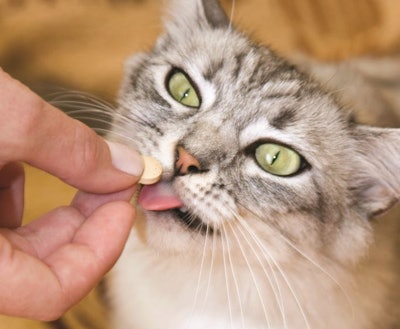 Supplements in the pet space are getting a closer look as pet owners take on more of their pets’ health and wellness responsibilities themselves. | Elenica | Shutterstock.com