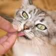 Supplements in the pet space are getting a closer look as pet owners take on more of their pets’ health and wellness responsibilities themselves. | Elenica | Shutterstock.com