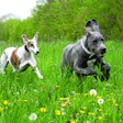 Pet owners want their animals to lead their happiest, healthiest lives, and they’re looking to pet food to make it happen. | Bianca Grueneberg I Shutterstock.com