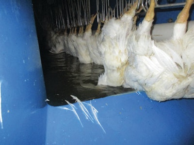 Applying artificial intelligence to stunning could ensure that fewer birds exit the stun bath conscious, beneficial for operational and welfare reasons. | Eduardo Cervantes López