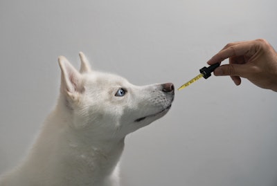CBD products in the pet space may be controversial, but they are popular — and they appear to be here to stay as a growing trend.