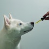 CBD products in the pet space may be controversial, but they are popular — and they appear to be here to stay as a growing trend.